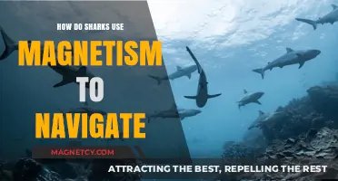 Sharks' Magnetic Compass: Unveiling Their Navigation Secrets Through Earth's Fields