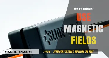 Stingrays' Magnetic Navigation: Unveiling Their Unique Field Detection Abilities