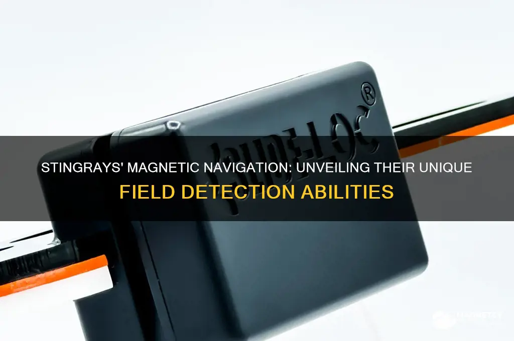 how do stingrays use magnetic fields