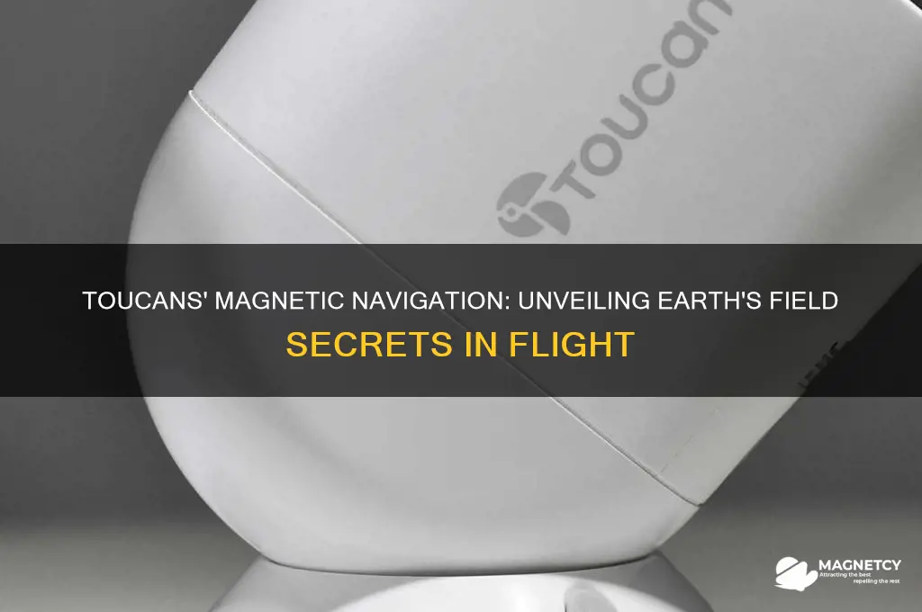 how do toucans use earths magnetic field