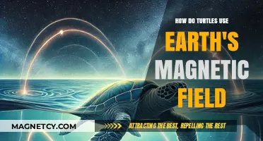 Earth's Magnetic Compass: How Turtles Navigate Using the Planet's Field