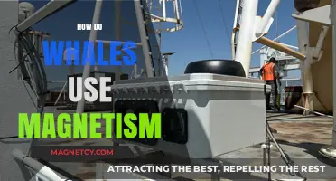 Whales' Magnetic Navigation: Unveiling the Secrets of Ocean Giants' Sense