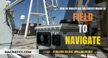 Whales' Magnetic Compass: Navigating Oceans Using Earth's Invisible Field