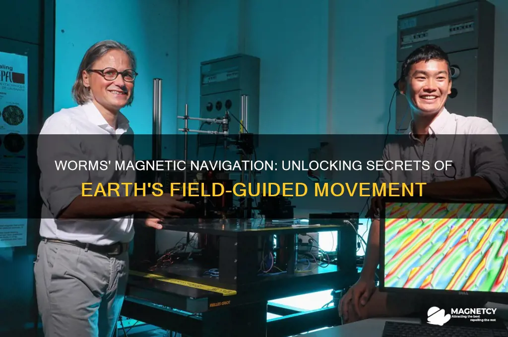 how do worms use the magnetic field to move