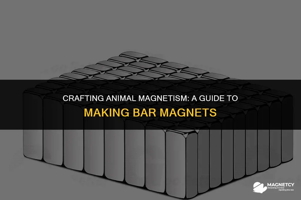 how do you make the bar magnet in animal magnetism