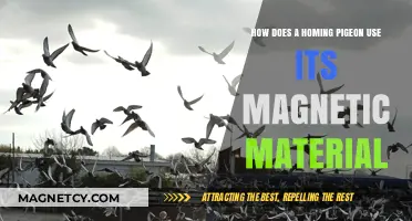 Magnetic Navigation: How Homing Pigeons Use Earth's Field to Find Home