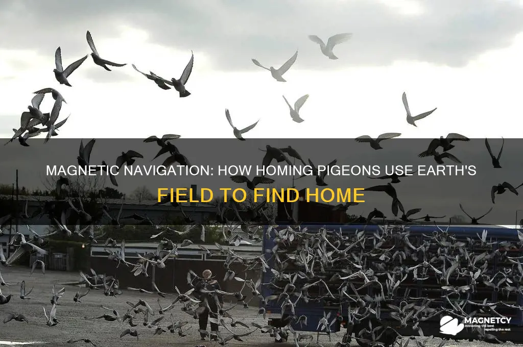 how does a homing pigeon use its magnetic material