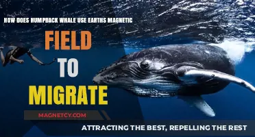 Humpback Whales' Magnetic Migration: Navigating Earth's Invisible Pathways