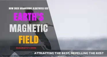 Magnetic Navigation: How Wandering Albatrosses Use Earth's Field to Soar