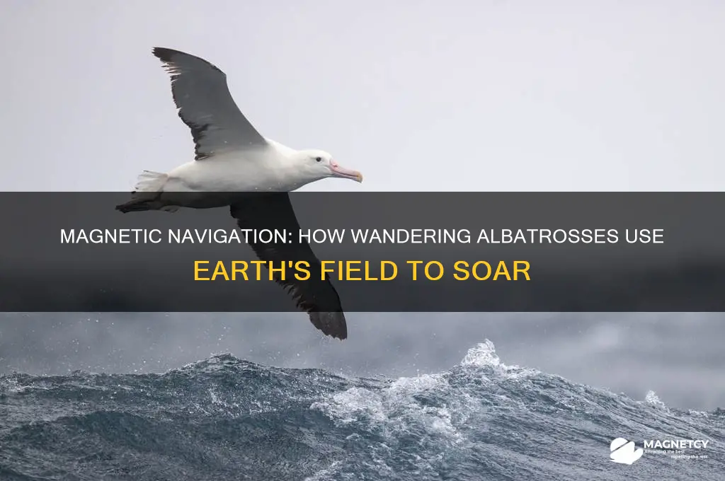 how does wandering albatross use earth