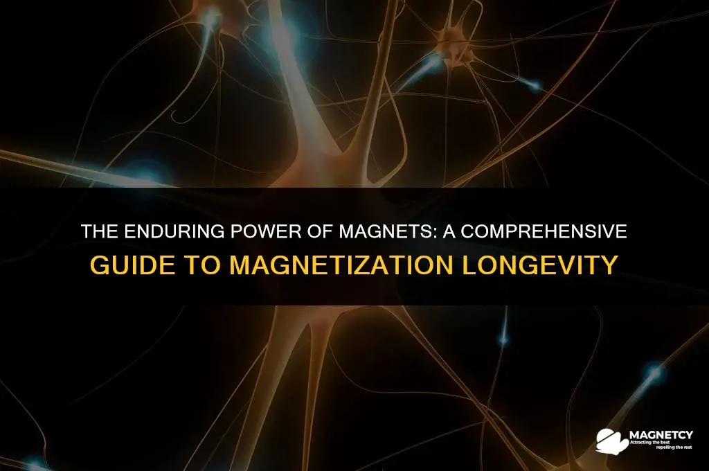 how long does a magnet stay magnetized
