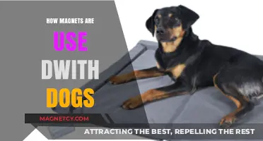 Magnetic Therapy for Dogs: Uses, Benefits, and Safety Tips