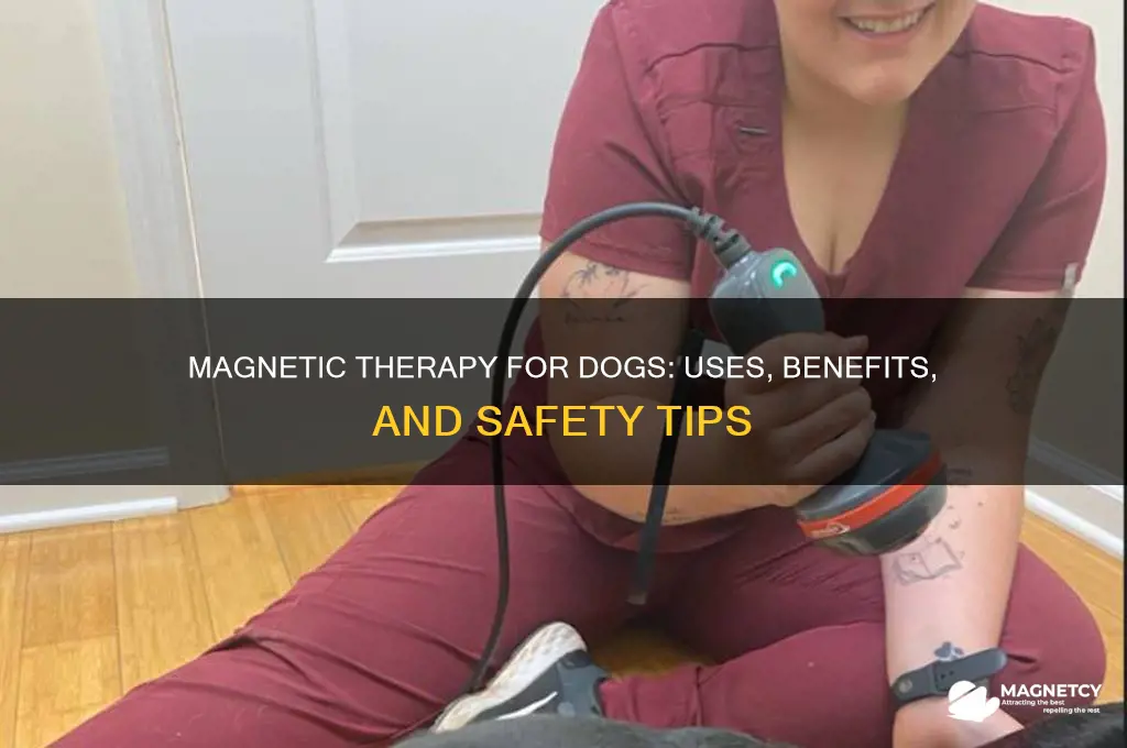 how magnets are use dwith dogs