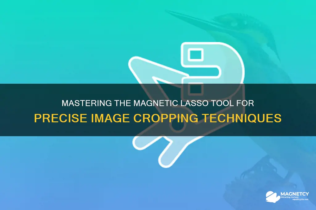 how to crop using magnetic lasso tool