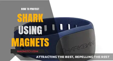 Magnetic Shark Protection: Innovative Ways to Safeguard Sharks from Harm