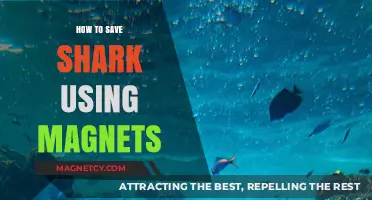Magnetic Solutions: Innovative Ways to Protect Sharks and Oceans