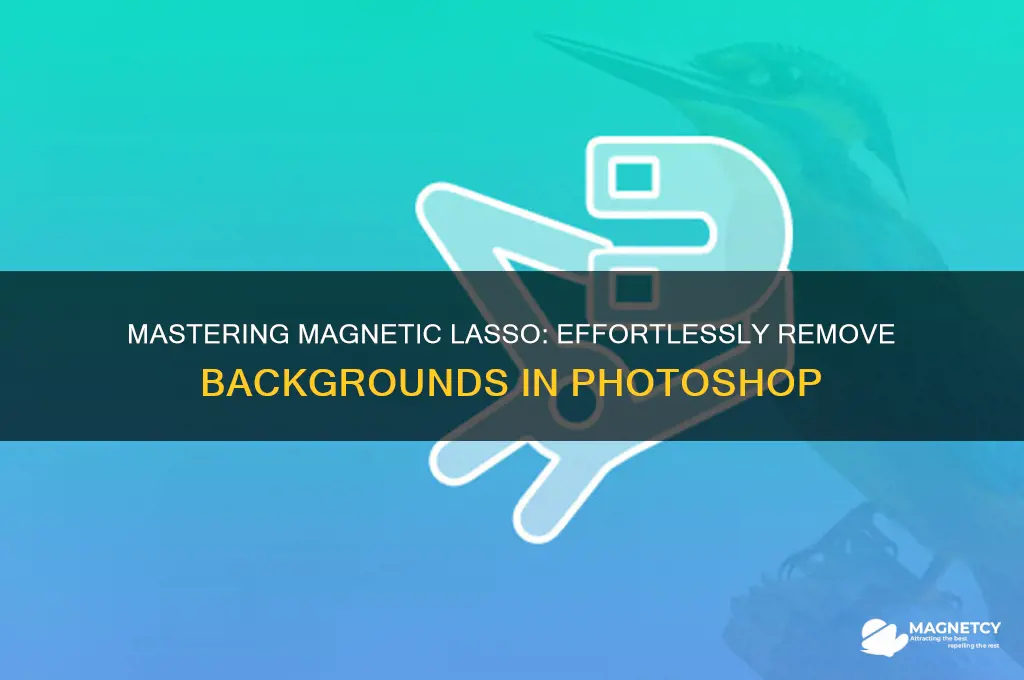 how to use magnetic lasso to remove background