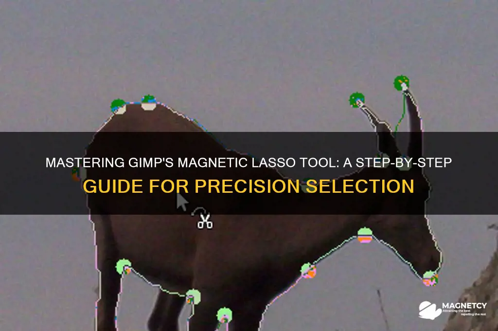 how to use magnetic lasso tool in gimp
