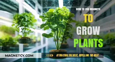 Magnetic Gardening: Enhancing Plant Growth with Magnetism Techniques