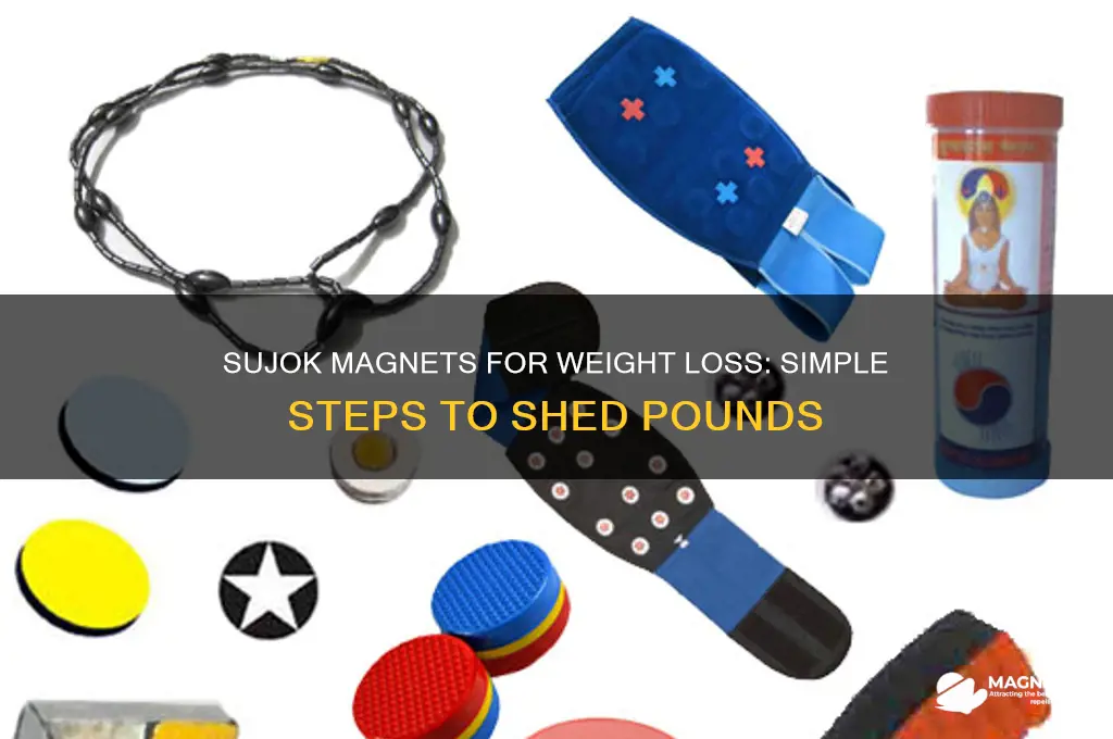 how to use sujok small magnets for weight loss
