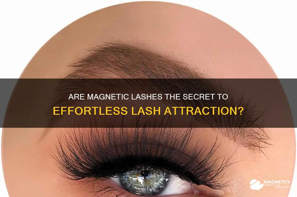 is attraction magnetic lashes