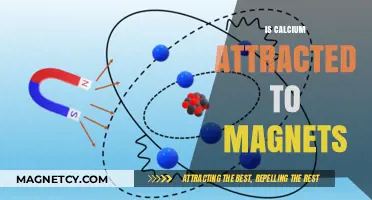 Is Calcium Magnetic? Exploring Its Attraction to Magnets
