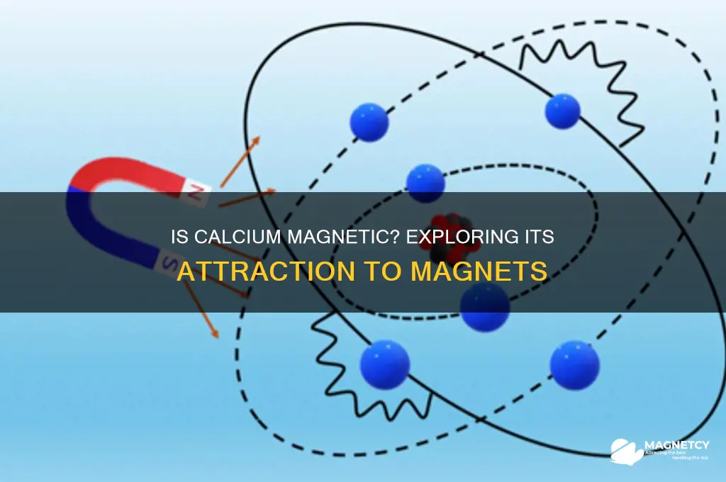 is calcium attracted to magnets