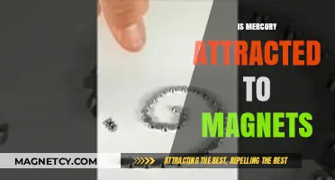 Is Mercury Magnetic? Exploring Its Attraction to Magnets