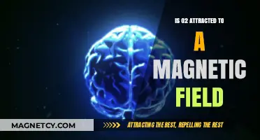 Is Oxygen (O2) Magnetic? Exploring Its Interaction with Magnetic Fields