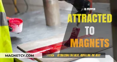 Is Pepper Magnetic? Exploring the Science Behind Magnet Attraction