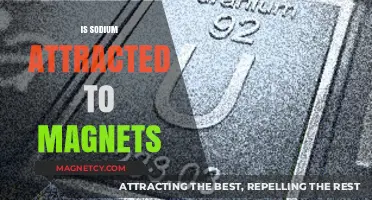 Is Sodium Magnetic? Exploring Its Attraction to Magnets