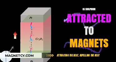 Is Sulphur Magnetic? Exploring Its Attraction to Magnets