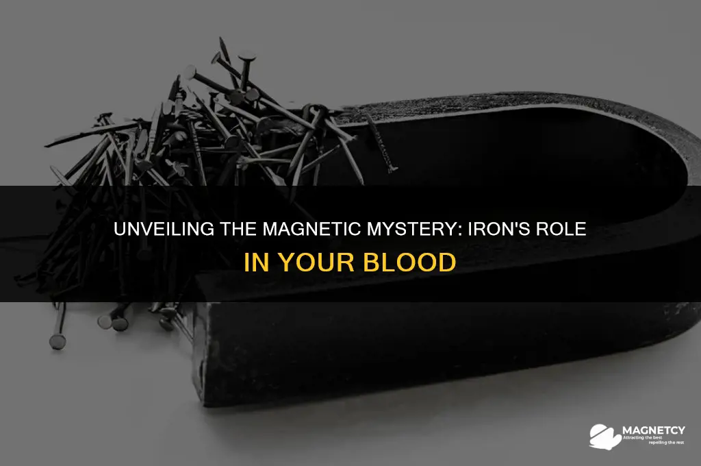 is the iron in your blood magnetic