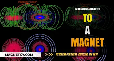 Is Uranium Magnetic? Exploring Its Attraction to Magnets