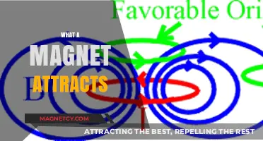 What a Magnet Attracts: Exploring Magnetic Forces and Materials