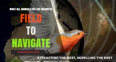 Magnetic Navigation: Animals That Use Earth's Field to Find Their Way