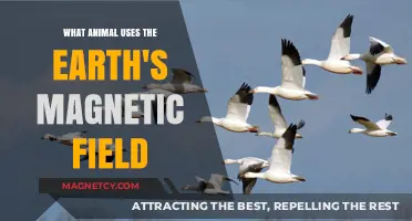 How Animals Navigate: Earth's Magnetic Field as a Natural Compass