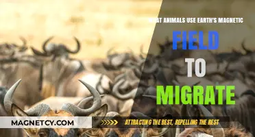 Magnetic Migrants: Animals Navigating Earth’s Invisible Compass for Travel