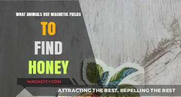 Magnetic Marvels: Animals Navigating Fields to Find Honey