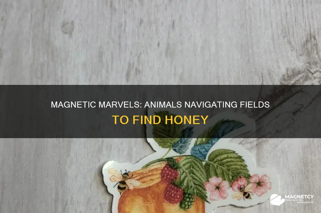 what animals use magnetic fields to find honey