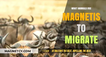 Magnetic Migrations: Animals Navigating Earth’s Fields to Find Their Way