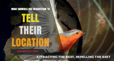 Magnetic Navigation: Animals That Use Earth's Field to Find Their Way