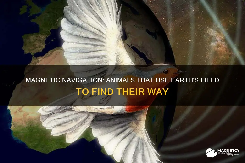 what animals use magnetism to tell their location