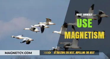 Magnetic Marvels: Animals That Navigate Earth's Invisible Forces