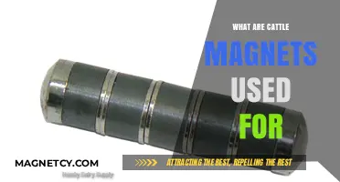 Cattle Magnets: Essential Tool for Preventing Hardware Disease in Livestock