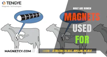 Understanding Rumen Magnets: Uses and Benefits for Livestock Health