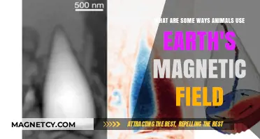 How Animals Navigate Earth's Magnetic Field: Surprising Strategies Revealed