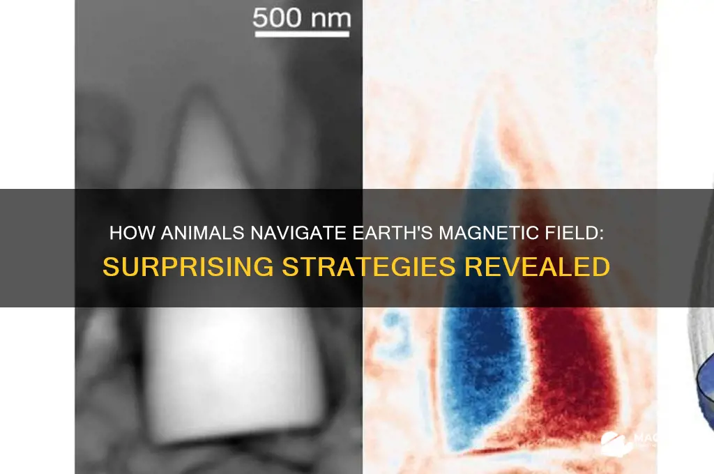 what are some ways animals use earth