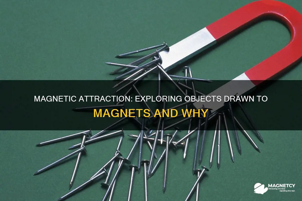 what are the objects attracted by the magnet