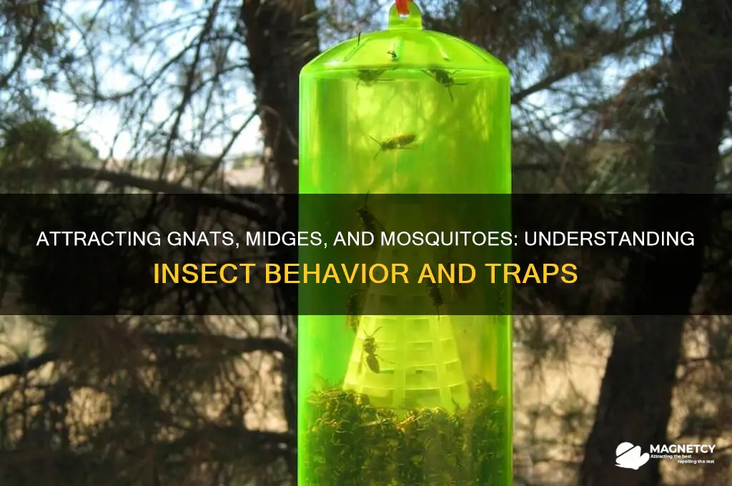 what attracts gnats biting midge insect library mosquito magnetmosquito magnet